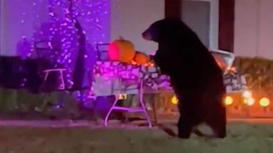 Hungry endure caught scarfing down leftover Halloween candy: ‘With the wrapper?’