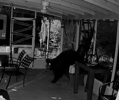 See: Florida family’s residence frequented by antagonistic bears