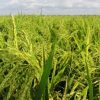 Green Agriculture West Africa: Boosting rice production in Nigeria