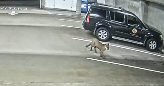 Mountain lion struck pointless by vehicle days after one strolled streets of California city