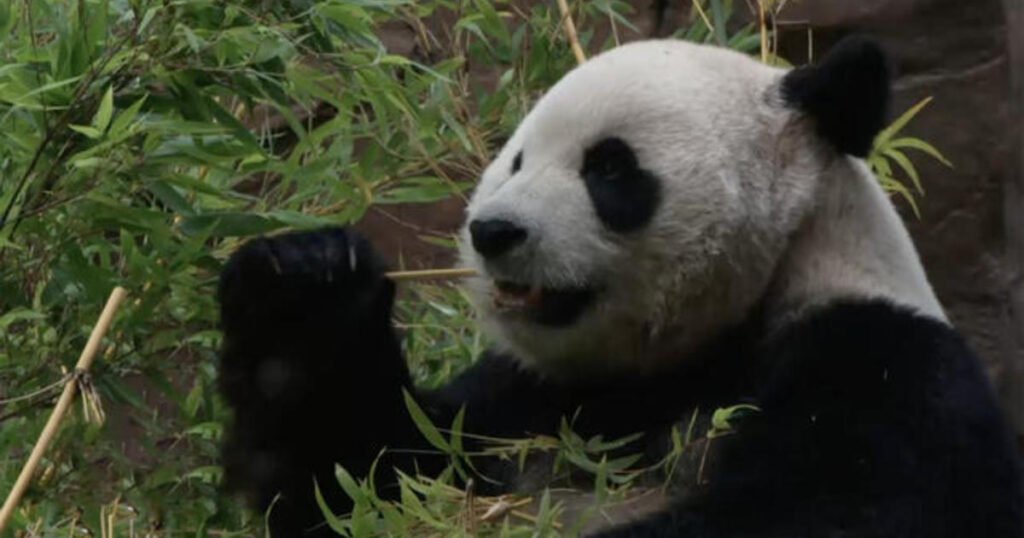 The Uplift: Pandas and puppy love