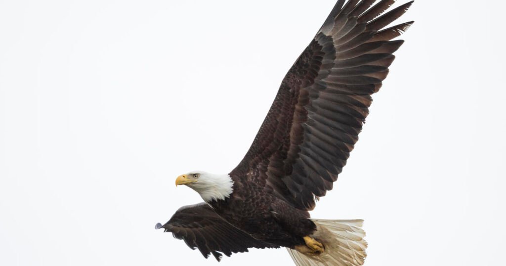 At least 118 eagles killed by trafficking ring, prosecutors say