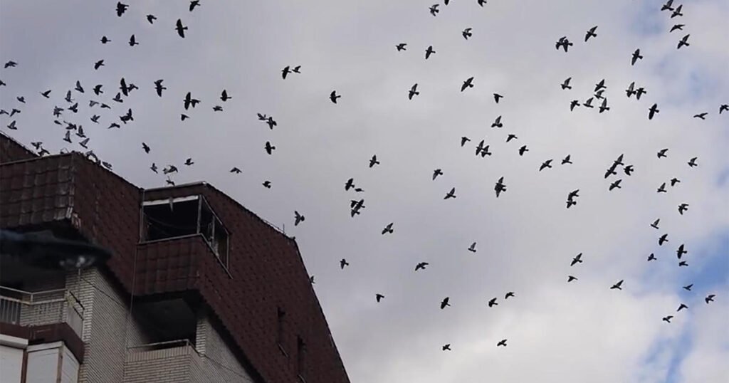 New methods, designs aim to cut down on bird strikes